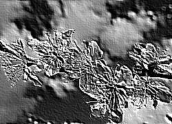 Skamielina
