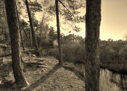 Sepia