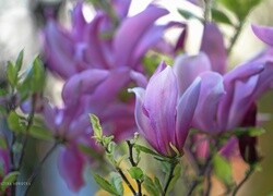 Oryginalny obrazek