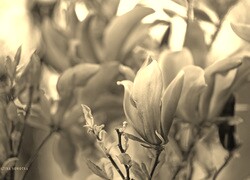 Szary + Sepia