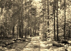 Sepia