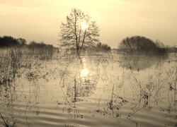 Szary + Sepia
