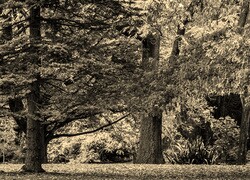 Szary + Sepia