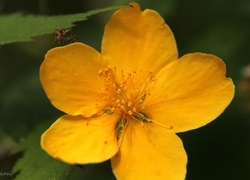 Oryginalny obrazek
