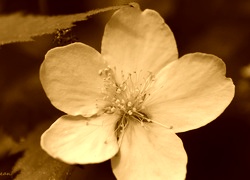 Sepia