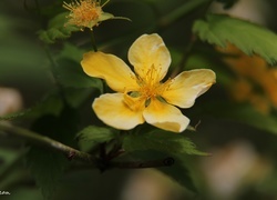 Oryginalny obrazek