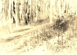 Sepia + Negatyw