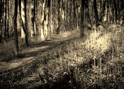 Szary + Sepia