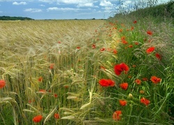 Oryginalny obrazek