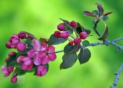 Oryginalny obrazek