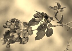 Szary + Sepia