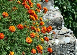 Oryginalny obrazek