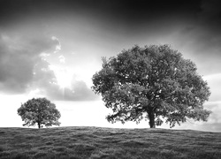 Szary + Sepia