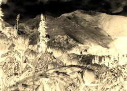 Sepia + Negatyw