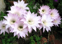 Oryginalny obrazek