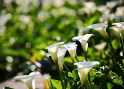 Oryginalny obrazek