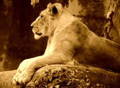 Sepia