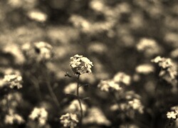 Szary + Sepia