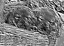 Skamielina