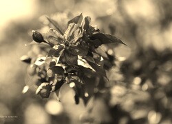 Szary + Sepia