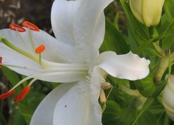 Oryginalny obrazek