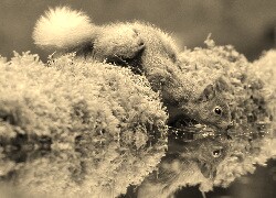 Sepia