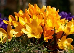 Oryginalny obrazek