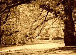 Sepia