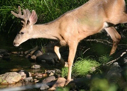 Oryginalny obrazek