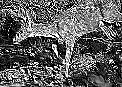 Skamielina