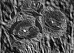 Skamielina