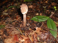 Oryginalny obrazek