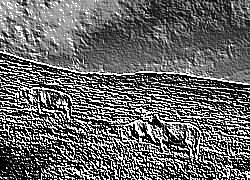Skamielina