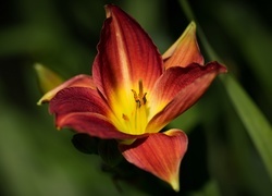 Oryginalny obrazek