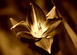 Sepia
