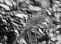 Skamielina