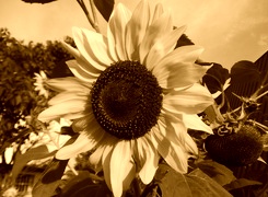 Sepia