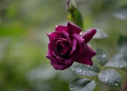Oryginalny obrazek