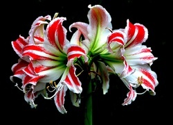 Oryginalny obrazek
