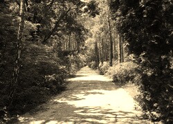 Szary + Sepia