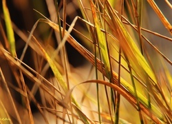 Oryginalny obrazek