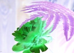 Negatyw