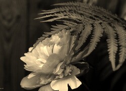 Szary + Sepia