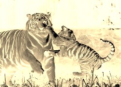 Sepia + Negatyw