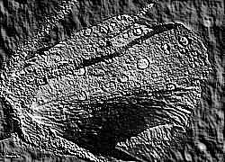 Skamielina