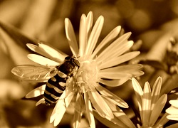 Sepia