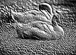 Skamielina