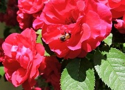 Oryginalny obrazek