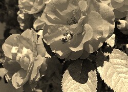 Sepia