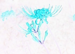Negatyw
